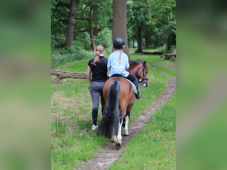 Welsh-A Wallach 3 Jahre 115 cm Brauner in Wildeshausenwildeshause