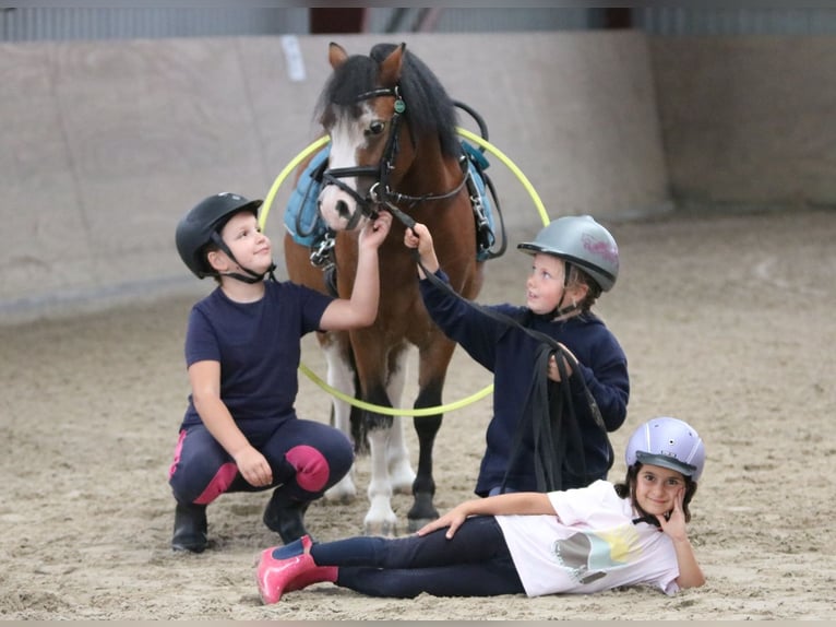 Welsh-A Wallach 3 Jahre 115 cm Brauner in Wildeshausenwildeshause
