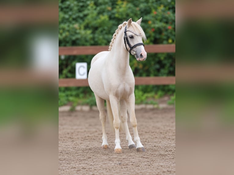 Welsh-A Wallach 3 Jahre 115 cm Palomino in Kletkamp