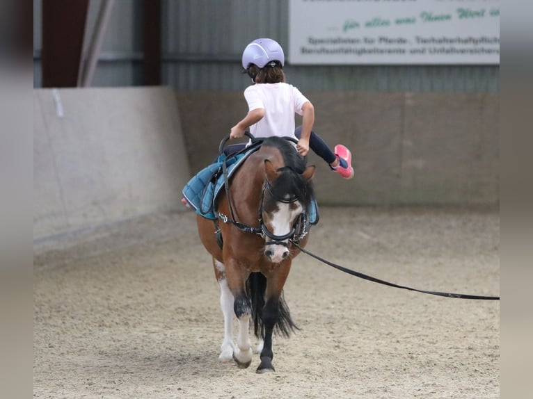 Welsh-A Wallach 3 Jahre 116 cm Brauner in Wildeshausenwildeshause