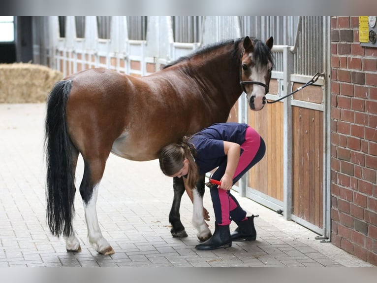 Welsh-A Wallach 3 Jahre 116 cm Brauner in Wildeshausenwildeshause