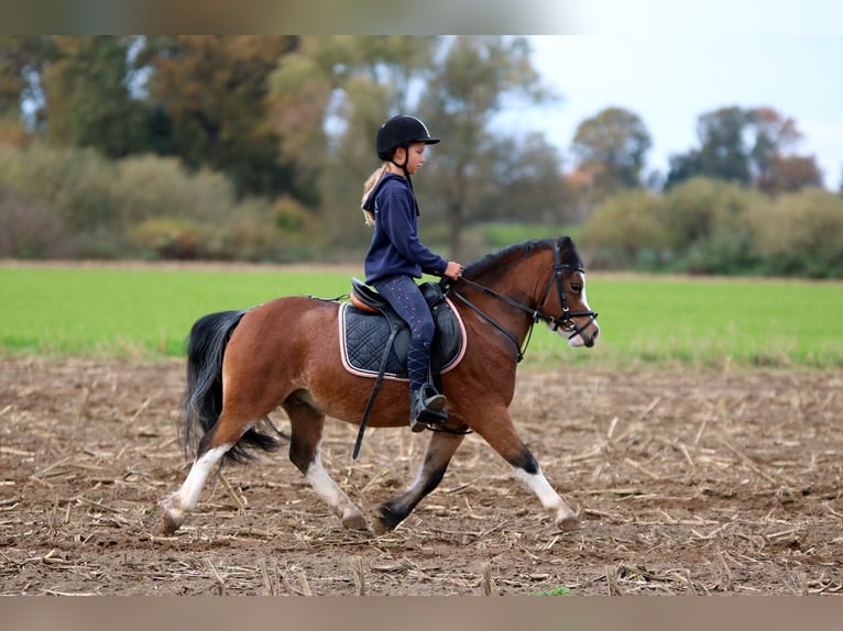 Welsh-A Wallach 3 Jahre 116 cm Brauner in Wildeshausenwildeshause