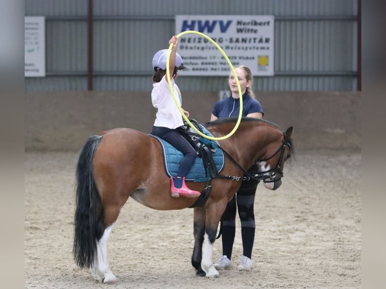 Welsh-A Wallach 3 Jahre 116 cm Brauner in Wildeshausenwildeshause