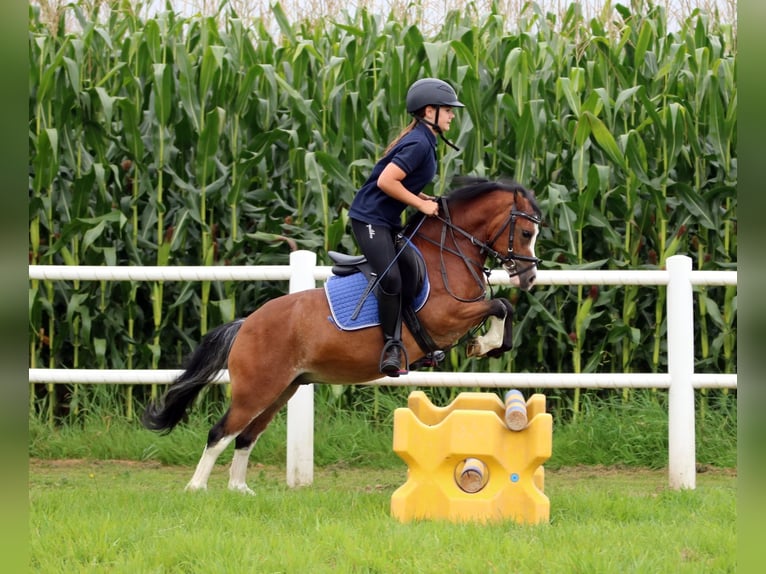 Welsh-A Wallach 3 Jahre 116 cm Brauner in Wildeshausenwildeshause