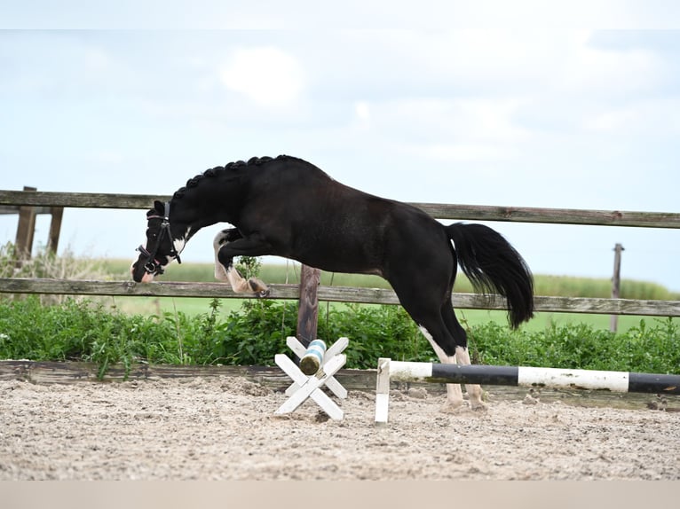 Welsh-A Wallach 3 Jahre 116 cm Rappe in 't Harde