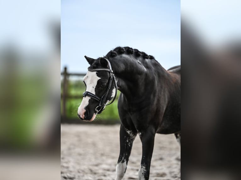 Welsh-A Wallach 3 Jahre 116 cm Rappe in 't Harde