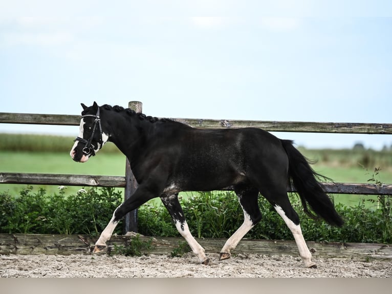 Welsh-A Wallach 3 Jahre 116 cm Rappe in 't Harde