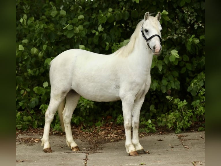 Welsh-A Wallach 3 Jahre 116 cm Schimmel in Aalten