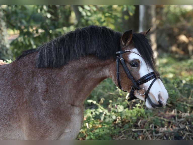 Welsh-A Wallach 3 Jahre 118 Cm Brauner In Aalten