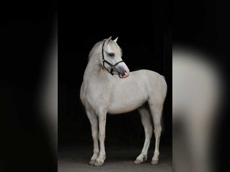 Welsh-A Wallach 3 Jahre 119 cm Cremello in Sonderhofen