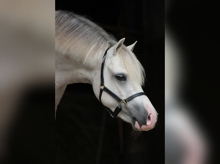 Welsh-A Wallach 3 Jahre 119 cm Cremello in Sonderhofen