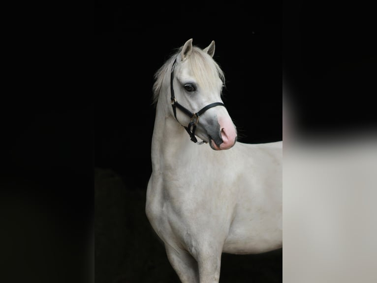 Welsh-A Wallach 3 Jahre 119 cm Cremello in Sonderhofen