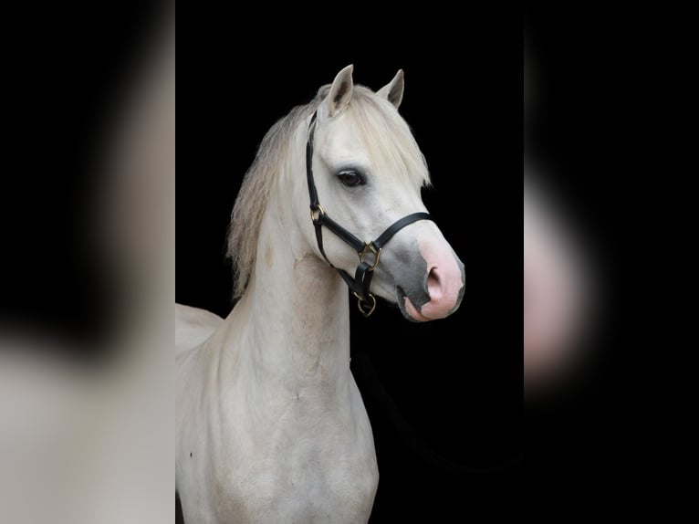 Welsh-A Wallach 3 Jahre 119 cm Cremello in Sonderhofen