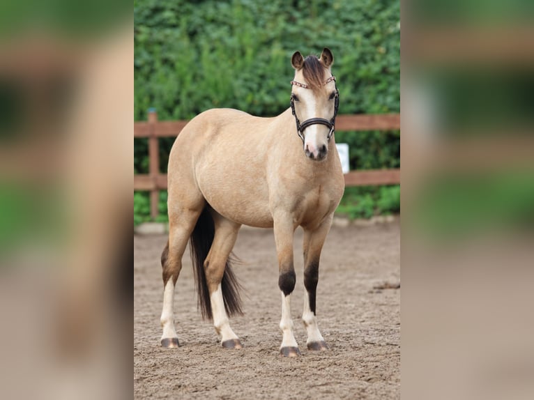 Welsh-A Wallach 3 Jahre 120 cm Falbe in Kletkamp