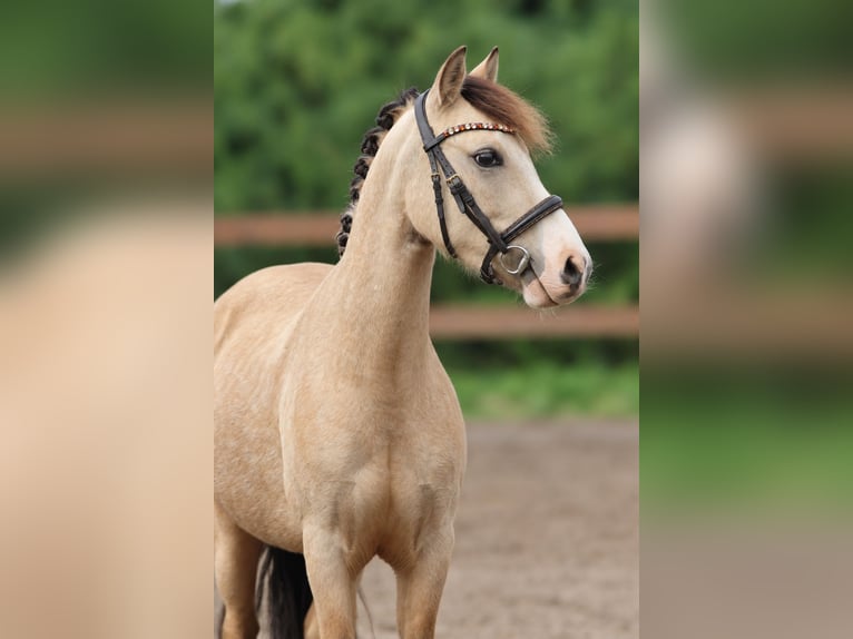 Welsh-A Wallach 3 Jahre 120 cm Falbe in Kletkamp