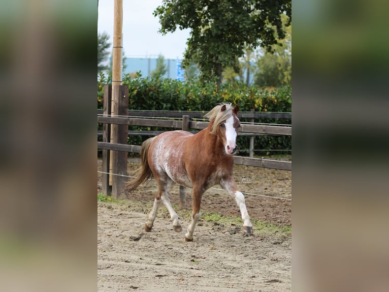 Welsh-A Wallach 3 Jahre 120 cm Sabino in Veendam