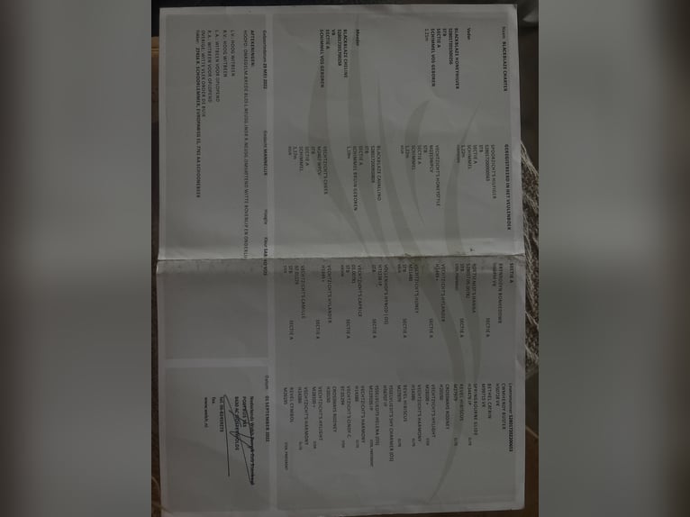 Welsh-A Wallach 3 Jahre 120 cm Sabino in Veendam