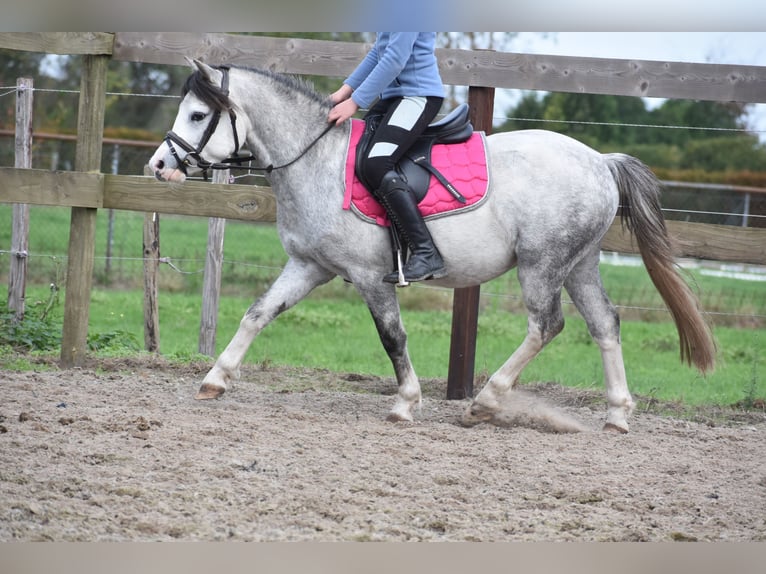 Welsh-A Wallach 3 Jahre 120 cm Schimmel in Achtmaal