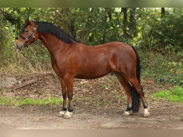 Welsh-A Mix Wallach 3 Jahre 121 cm Brauner in Aalten