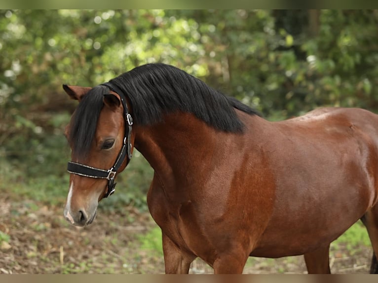 Welsh-A Mix Wallach 3 Jahre 121 cm Brauner in Aalten