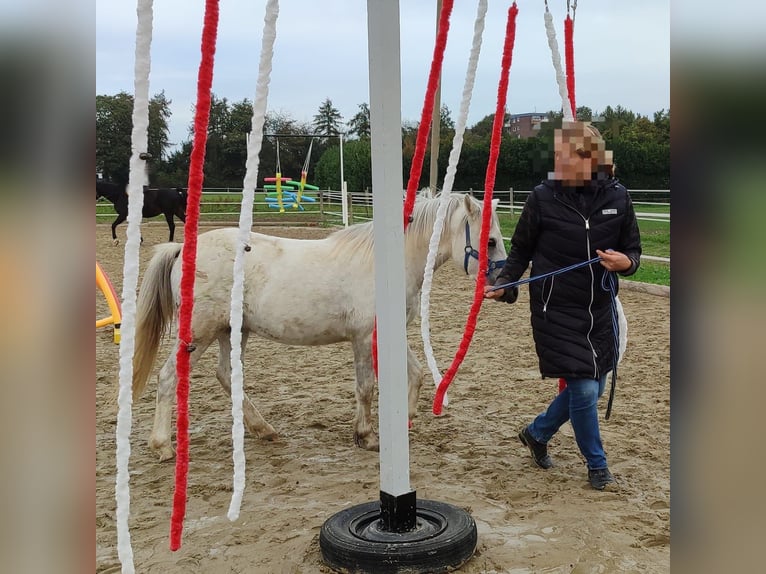 Welsh-A Wallach 3 Jahre 121 cm Schimmel in Losheim am See
