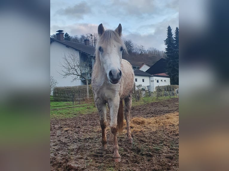 Welsh-A Wallach 3 Jahre 121 cm Schimmel in Losheim am See