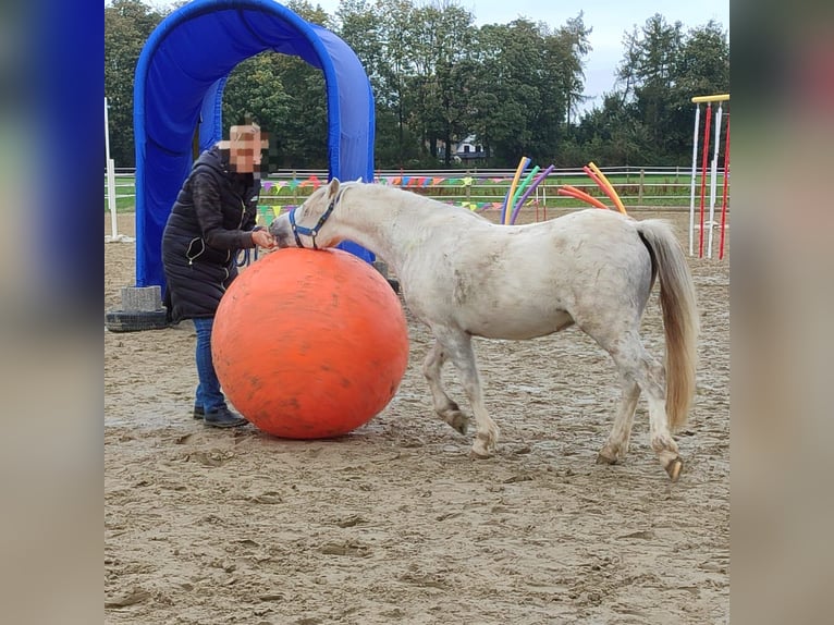 Welsh-A Wallach 3 Jahre 121 cm Schimmel in Losheim am See