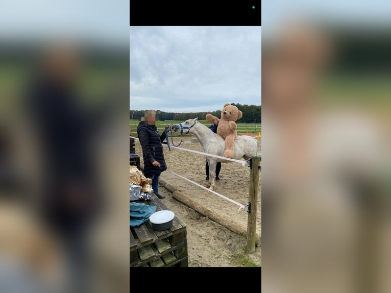Welsh-A Wallach 3 Jahre 121 cm Schimmel in Losheim am See