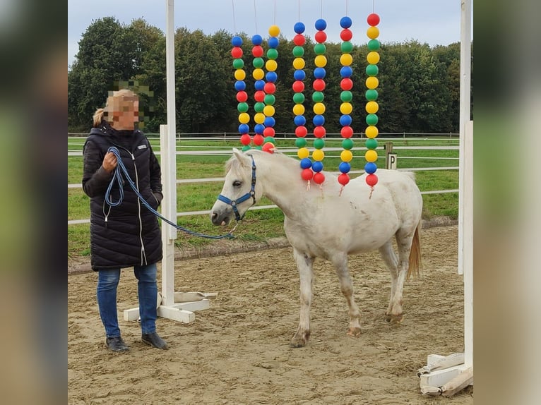 Welsh-A Wallach 3 Jahre 121 cm Schimmel in Losheim am See
