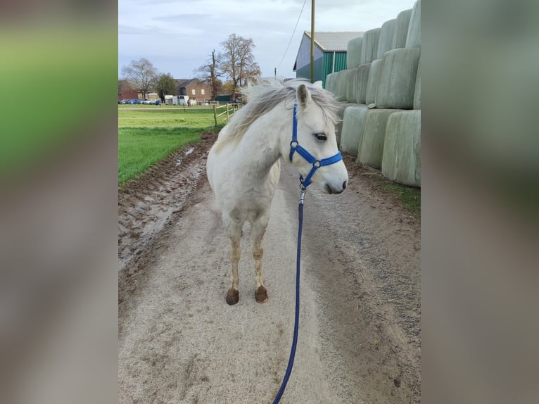 Welsh-A Wallach 3 Jahre 121 cm Schimmel in Losheim am See