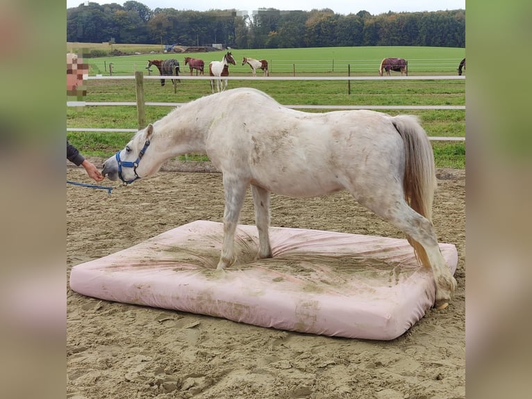 Welsh-A Wallach 3 Jahre 121 cm Schimmel in Losheim am See