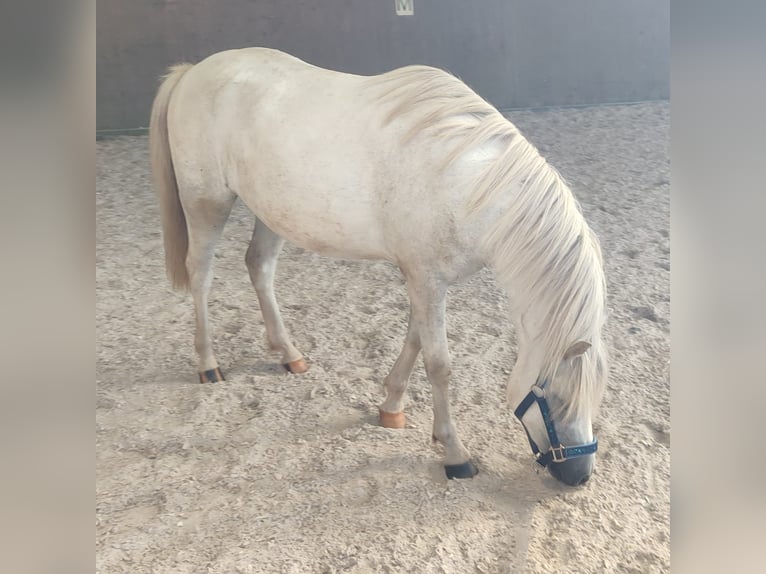 Welsh-A Wallach 3 Jahre 121 cm Schimmel in Losheim am See