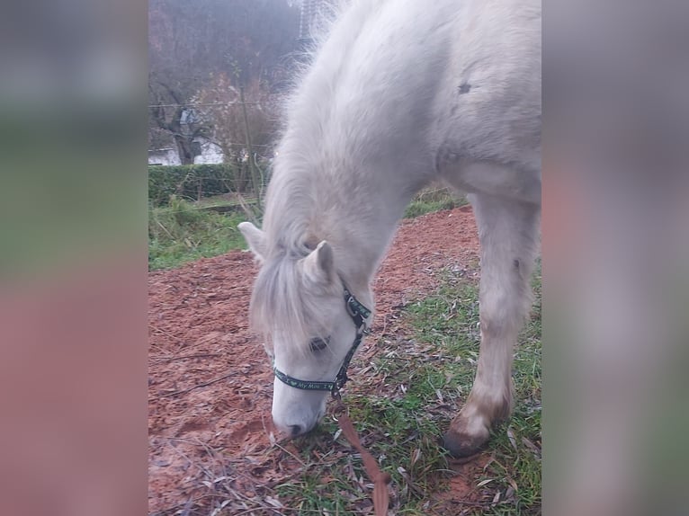 Welsh-A Wallach 3 Jahre 121 cm Schimmel in Losheim am See