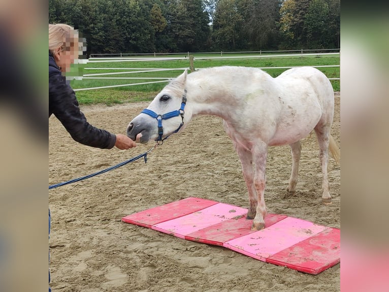 Welsh-A Wallach 3 Jahre 121 cm Schimmel in Losheim am See