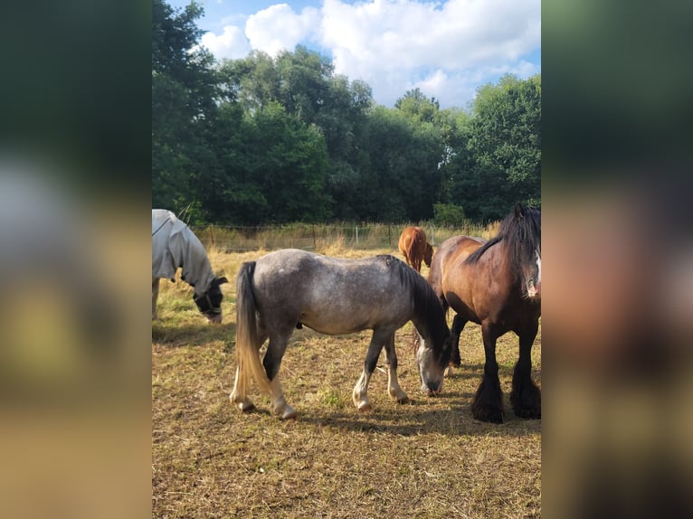 Welsh-A Wallach 3 Jahre 122 cm Kann Schimmel werden in Leipzig