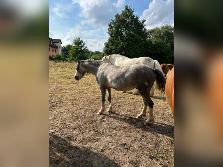 Welsh-A Wallach 3 Jahre 122 cm Kann Schimmel werden in Leipzig