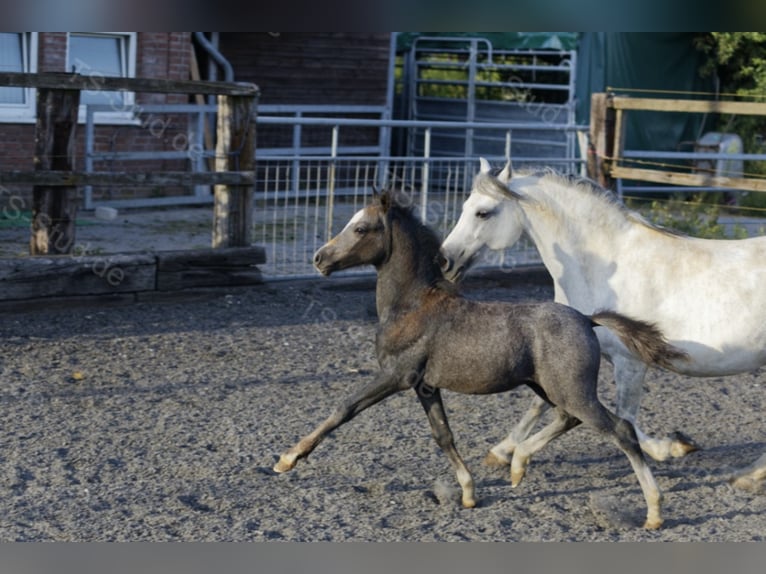 Welsh-A Wallach 3 Jahre 122 cm Schimmel in Meerbusch