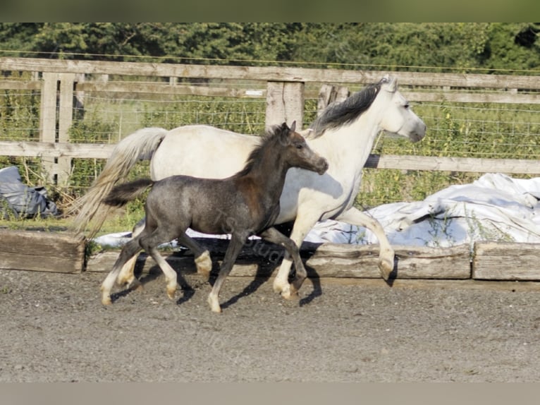 Welsh-A Wallach 3 Jahre 122 cm Schimmel in Meerbusch