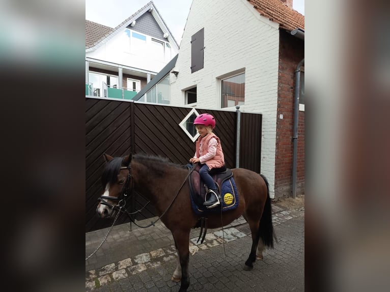 Welsh-A Wallach 3 Jahre 123 cm Dunkelbrauner in Bornerbroek