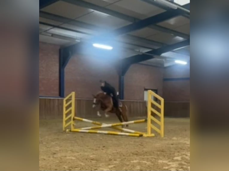 Welsh-A Wallach 3 Jahre 125 cm Dunkelfuchs in HelmondHelmond Welsh-A Wallach 3 Jahre 125 cm Dunkelfuchs in HelmondHelmond