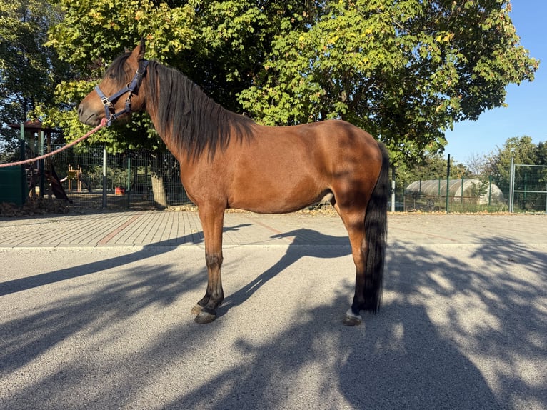 Welsh-A Mix Wallach 3 Jahre 130 cm Brauner in Kóny
