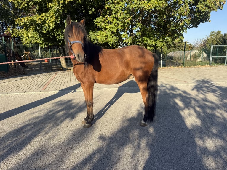 Welsh-A Mix Wallach 3 Jahre 130 cm Brauner in Kóny