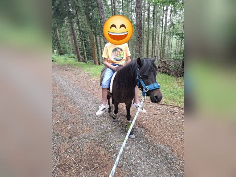 Welsh-A Wallach 4 Jahre 104 cm Dunkelbrauner in Freudenstadt Welsh-A Wallach 4 Jahre 104 cm Dunkelbrauner in Freudenstadt