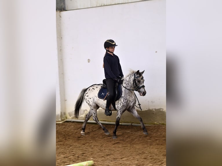 Welsh-A Wallach 4 Jahre 110 cm Tigerschecke in Siedleczek