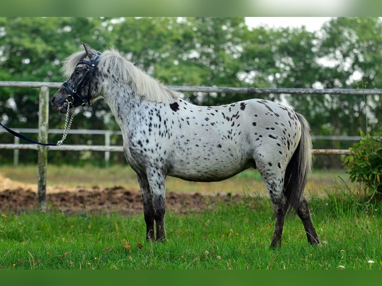 Welsh-A Wallach 4 Jahre 110 cm Tigerschecke in Siedleczek