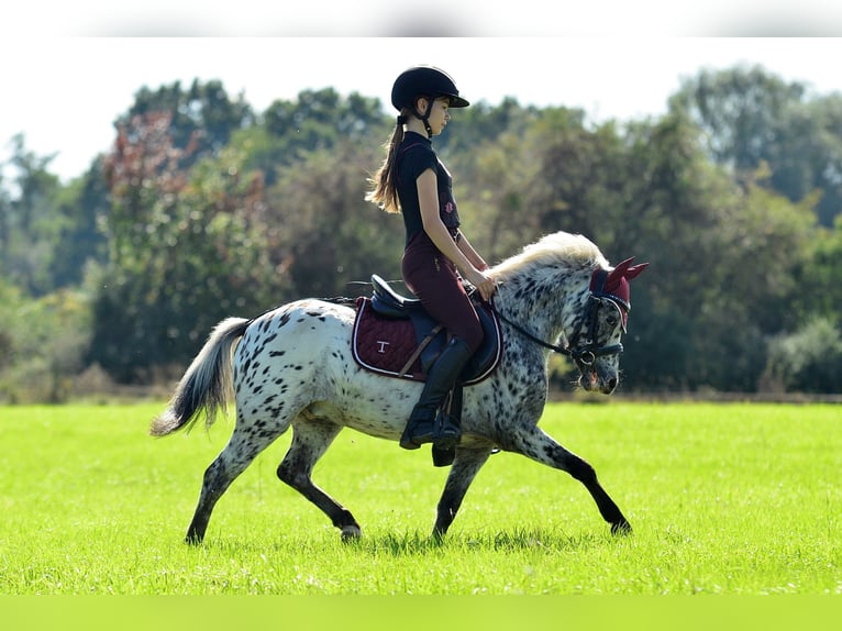 Welsh-A Wallach 4 Jahre 110 cm Tigerschecke in Siedleczek