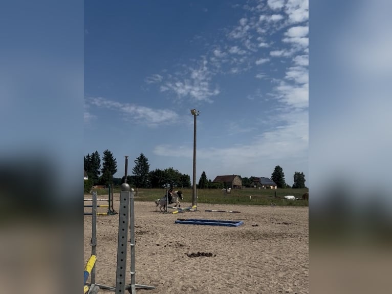 Welsh-A Mix Wallach 4 Jahre 112 cm Schecke in Löwenberger Land