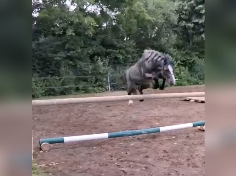 Welsh-A Wallach 4 Jahre 115 cm Rappschimmel in Losheim am See