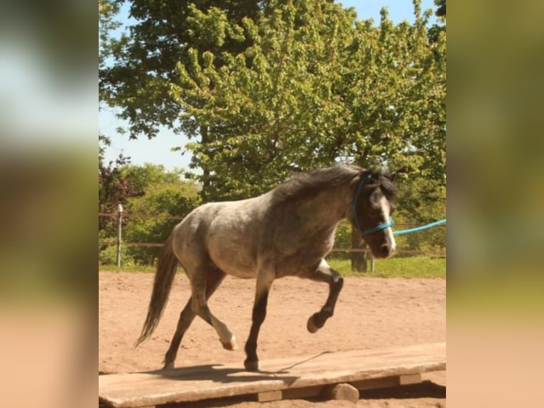 Welsh-A Wallach 4 Jahre 115 cm Rappschimmel in Losheim am See