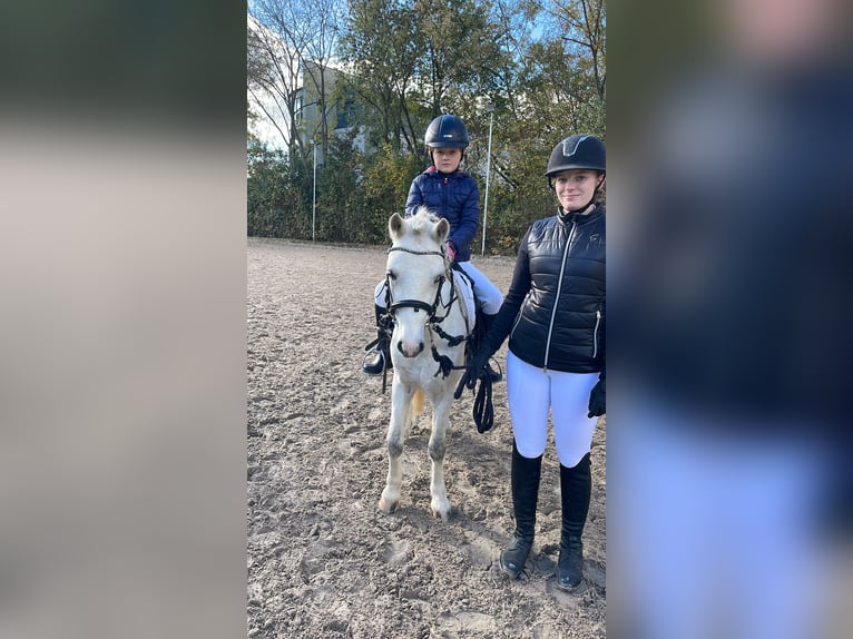 Welsh-A Wallach 4 Jahre 115 cm Schimmel in Meinhard